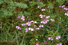 Impatiens fasciculata